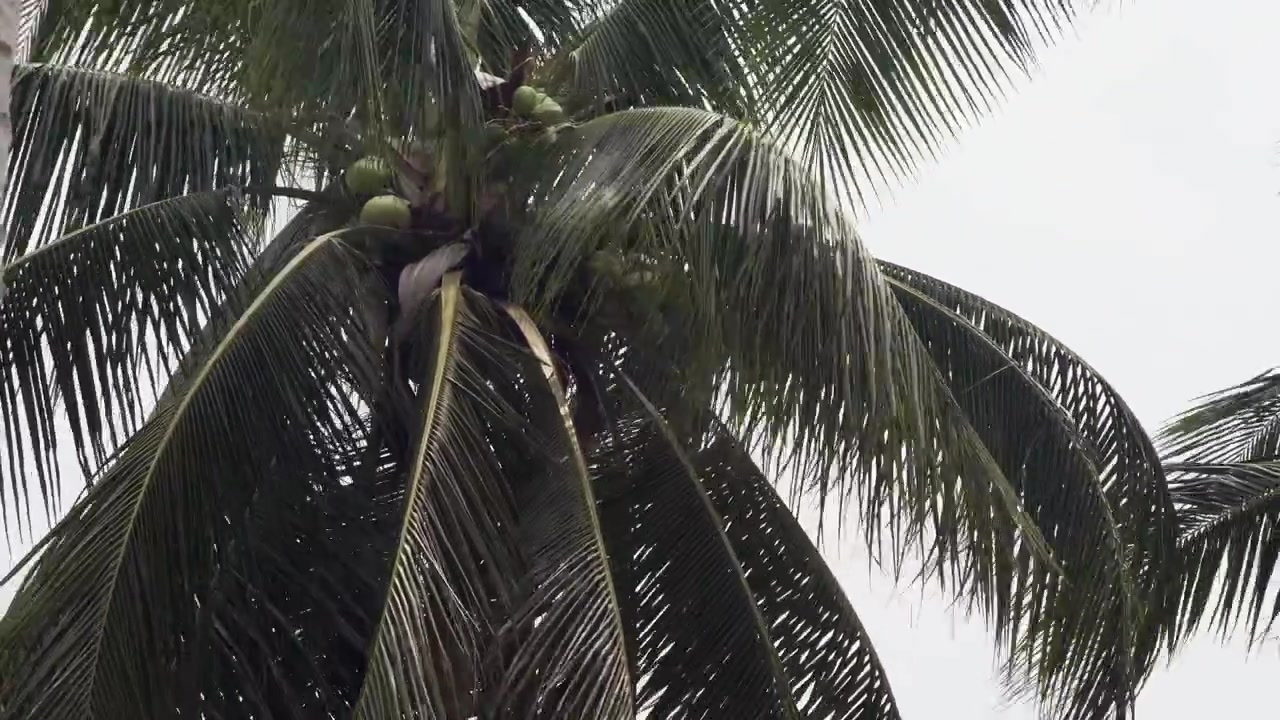 Palme da cocco tropicali si scuotono intensamente sotto i venti di una forte tempesta causata da El Niño. Cielo cupo, movimento drammatico e camera dinamica catturano la potenza incontrollata del clima estremo delle Filippine