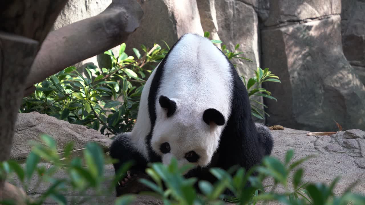 panda gigante jorobado, ailuropoda melanoleuca sentada en el suelo, durmiendo en la tarde después de una fiesta