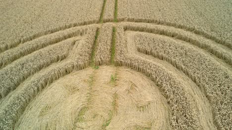 vista aérea a través de extraños círculos de cultivo de la campiña de sydmonton con motivos simétricos en el idílico campo de trigo británico tiro inverso bajo