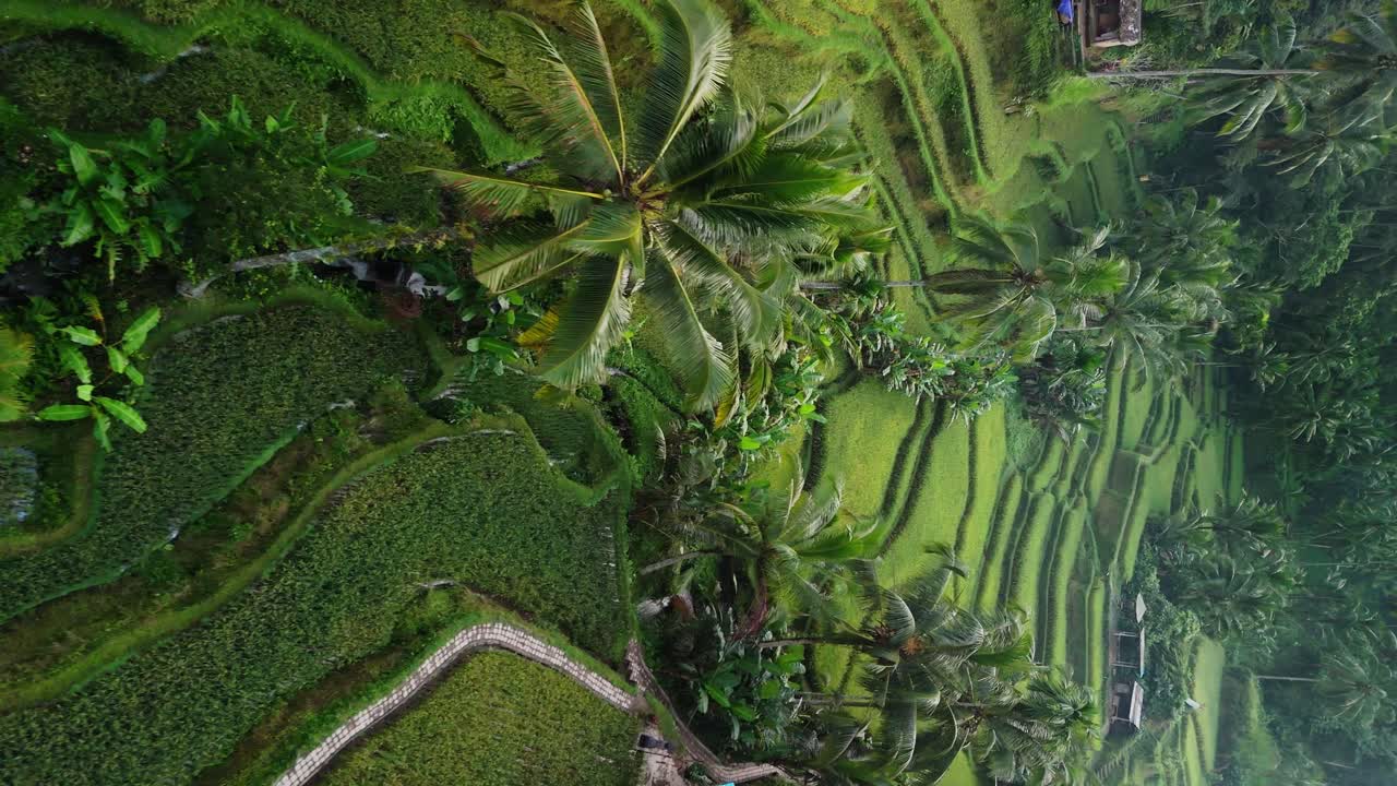 Risaia a terrazze, piantagione a cascata verde lussureggiante, sana e sagomata.
