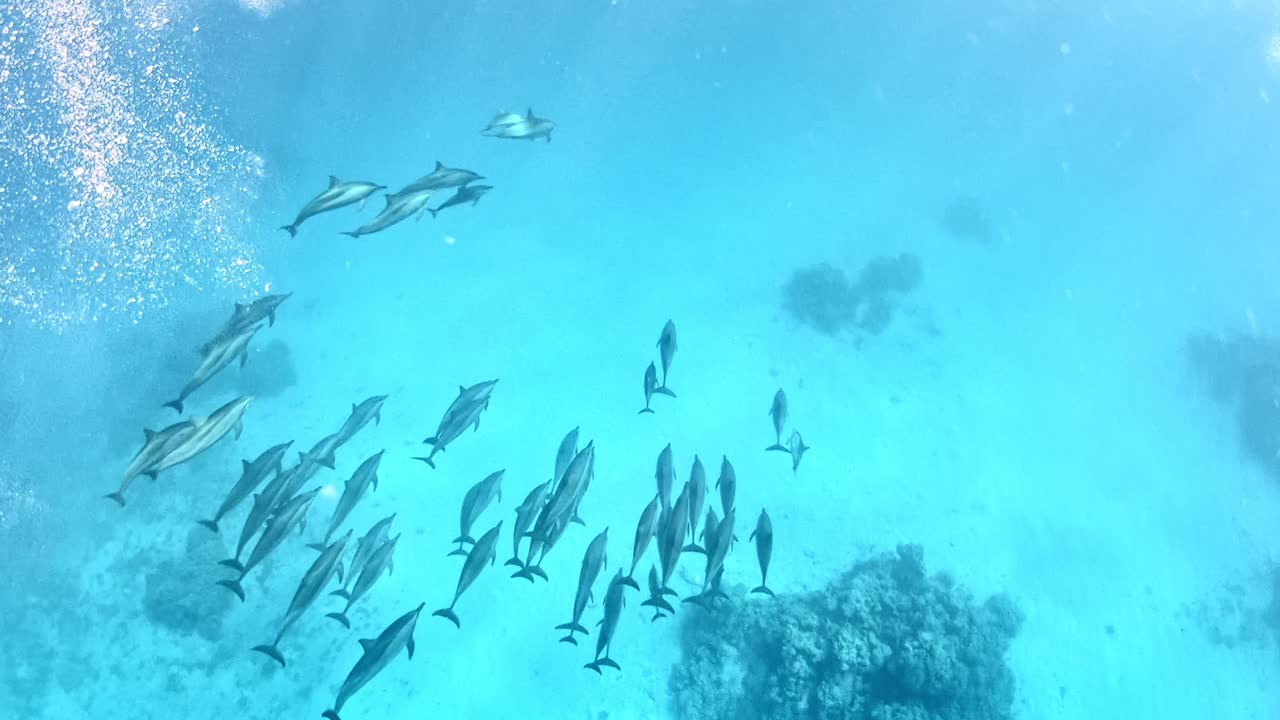 una escuela de delfines nadando en el fondo del mar