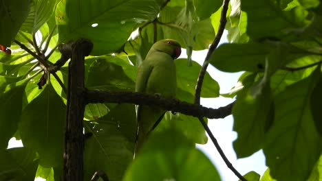 Parrot-in-tree-UHd-MP4-4k-Video