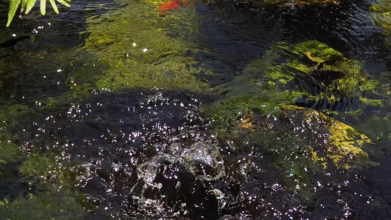 Ornamental Garden Pond with Fish and Plants