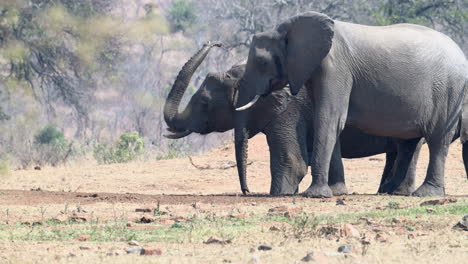 African-elephant-throwing-water-from-a-dug-hole-in-the-sand,-slowmotion,-120fps