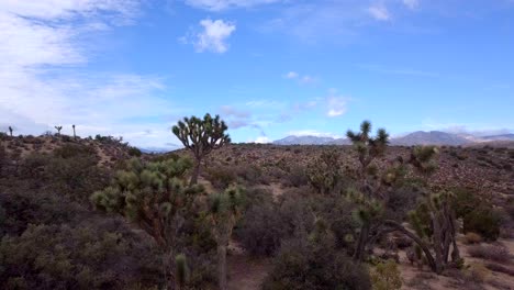 árboles de joshua aéreos en el desierto