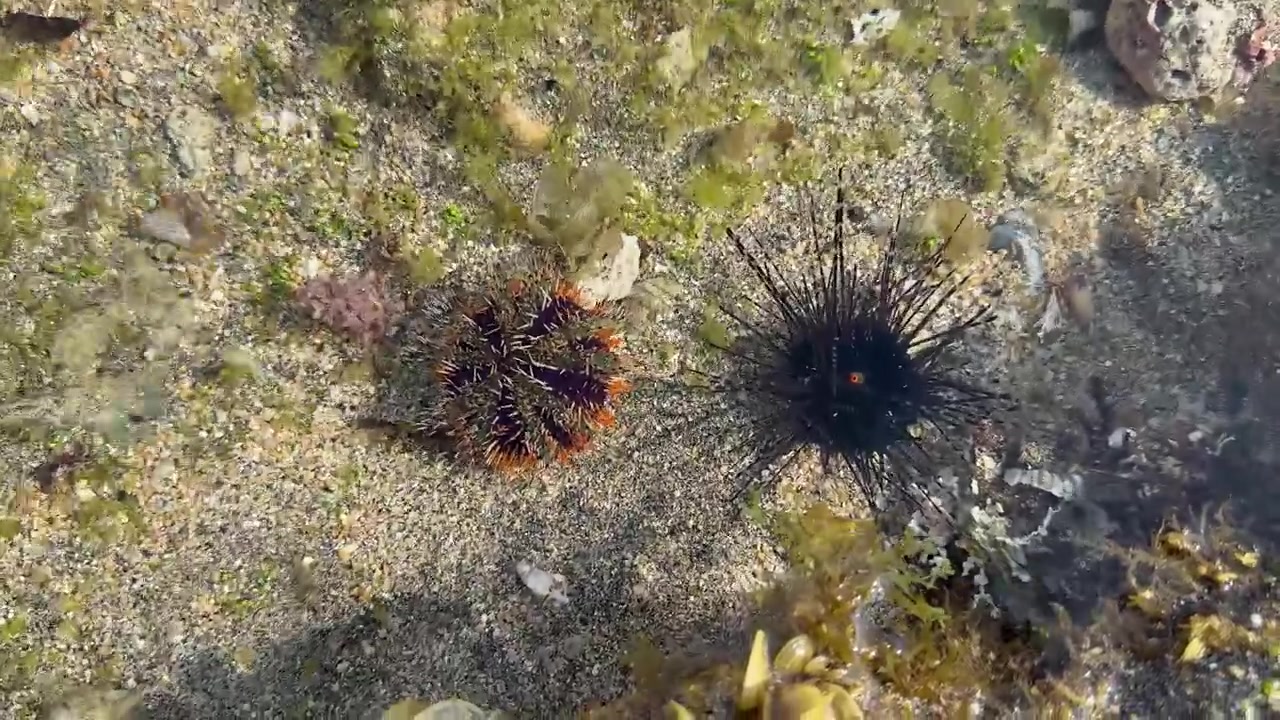 Due ricci di mare che riposano sul fondo sabbioso dell'oceano
