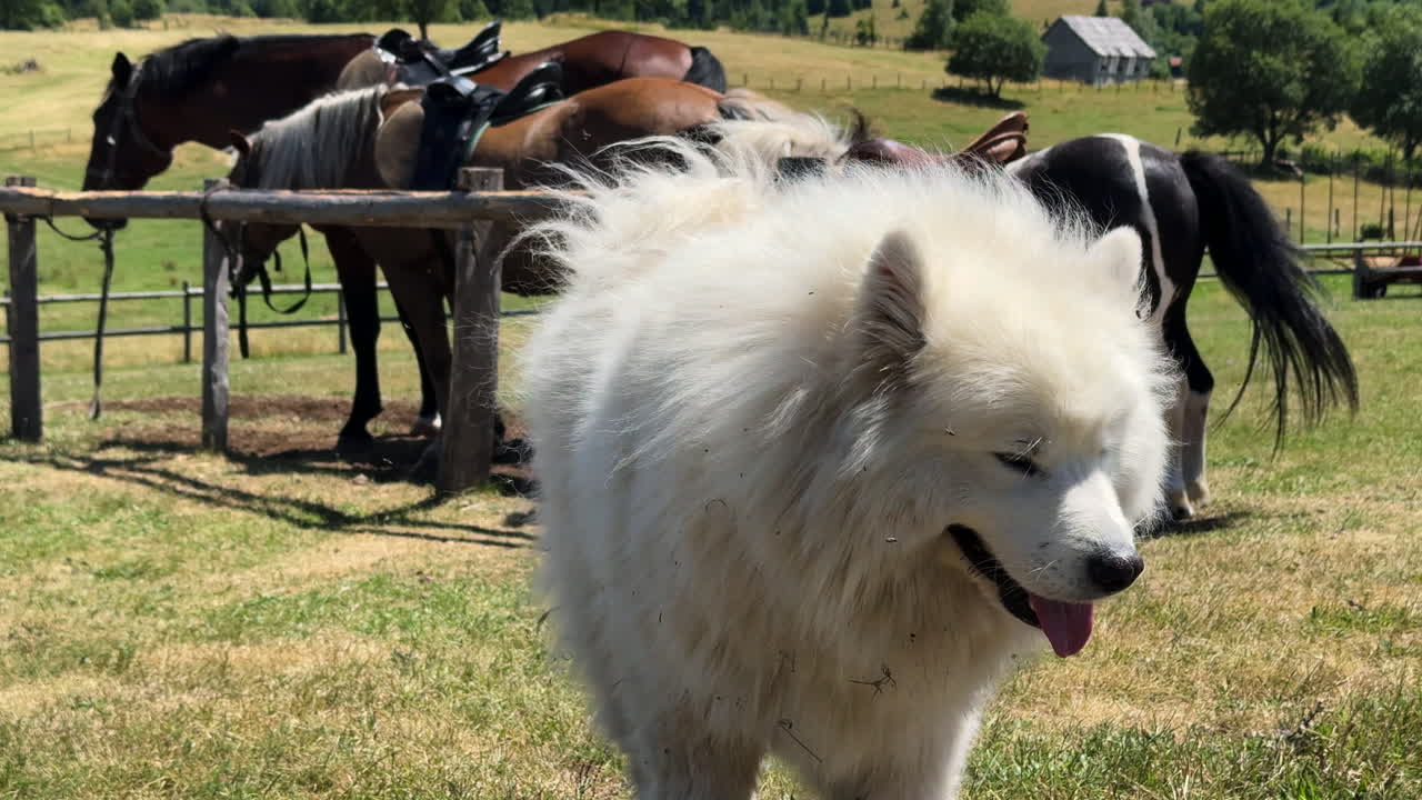 Samoyed dog sitting with 2 horses and a pony in a farm field. after he shake off dirt he stand up and walk toward the camera with a cute smile