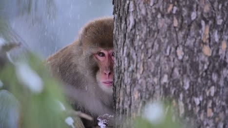 primer plano de un macaco rhesus sentado en un árbol