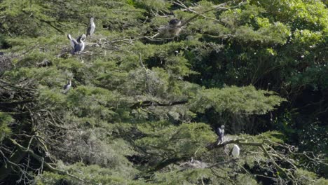 a colony of pied shags nesting in a macrocarpa tree