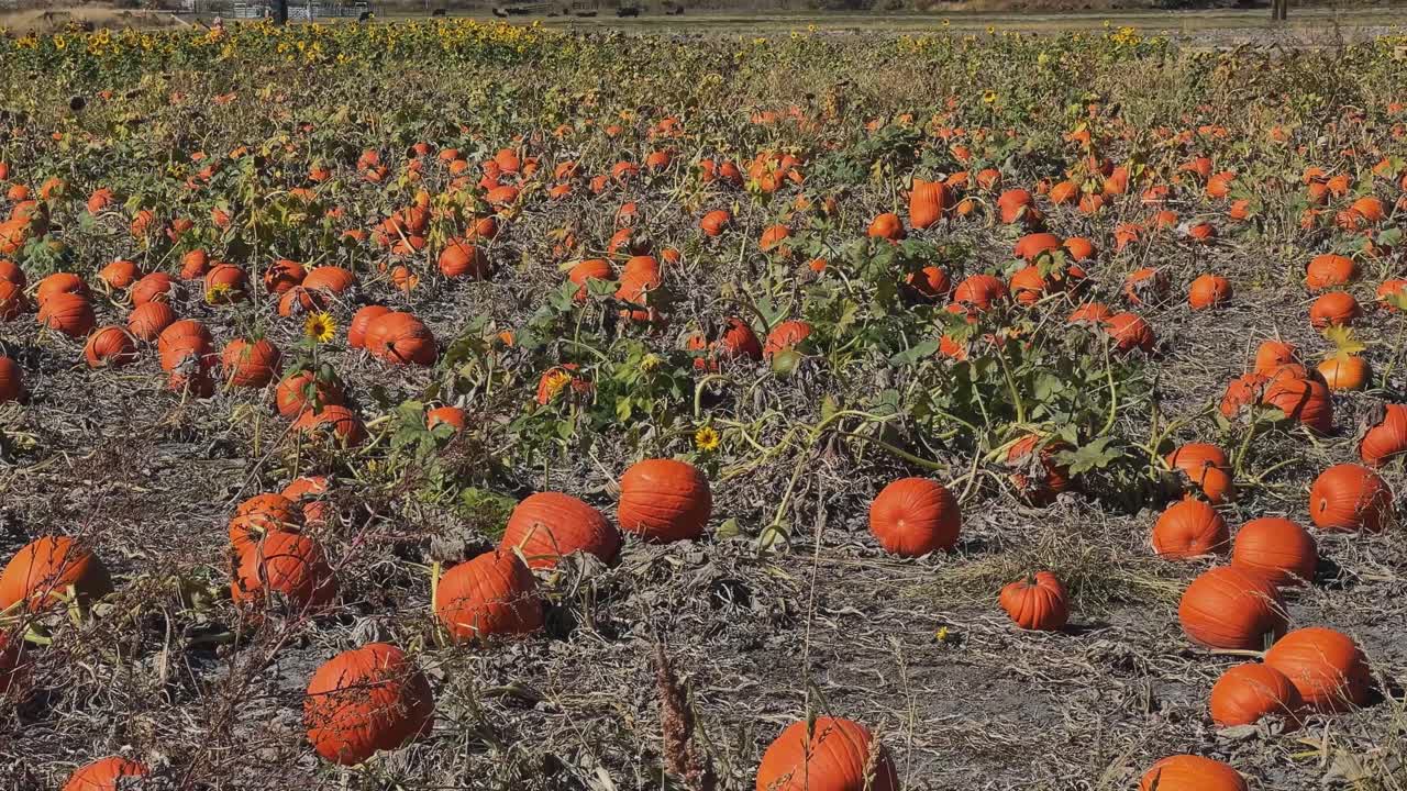 솔트 레이크 시티, 유타의 따뜻한 가을 날에 할로윈과 다른 가을 활동을 위해 수집하기 위해 익은 큰 호박 패치의 왼쪽  클로즈업