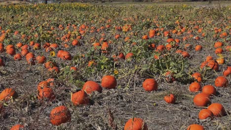 Pan-left-close-up-shot-of-a-large-pumpkin-patch-ripe-reading-for-picking-for-halloween-and-other-autumn-activities-on-a-warm-fall-day-in-Salt-Lake-City,-Utah