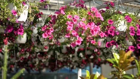 flowers and plants at a large garden store 4k