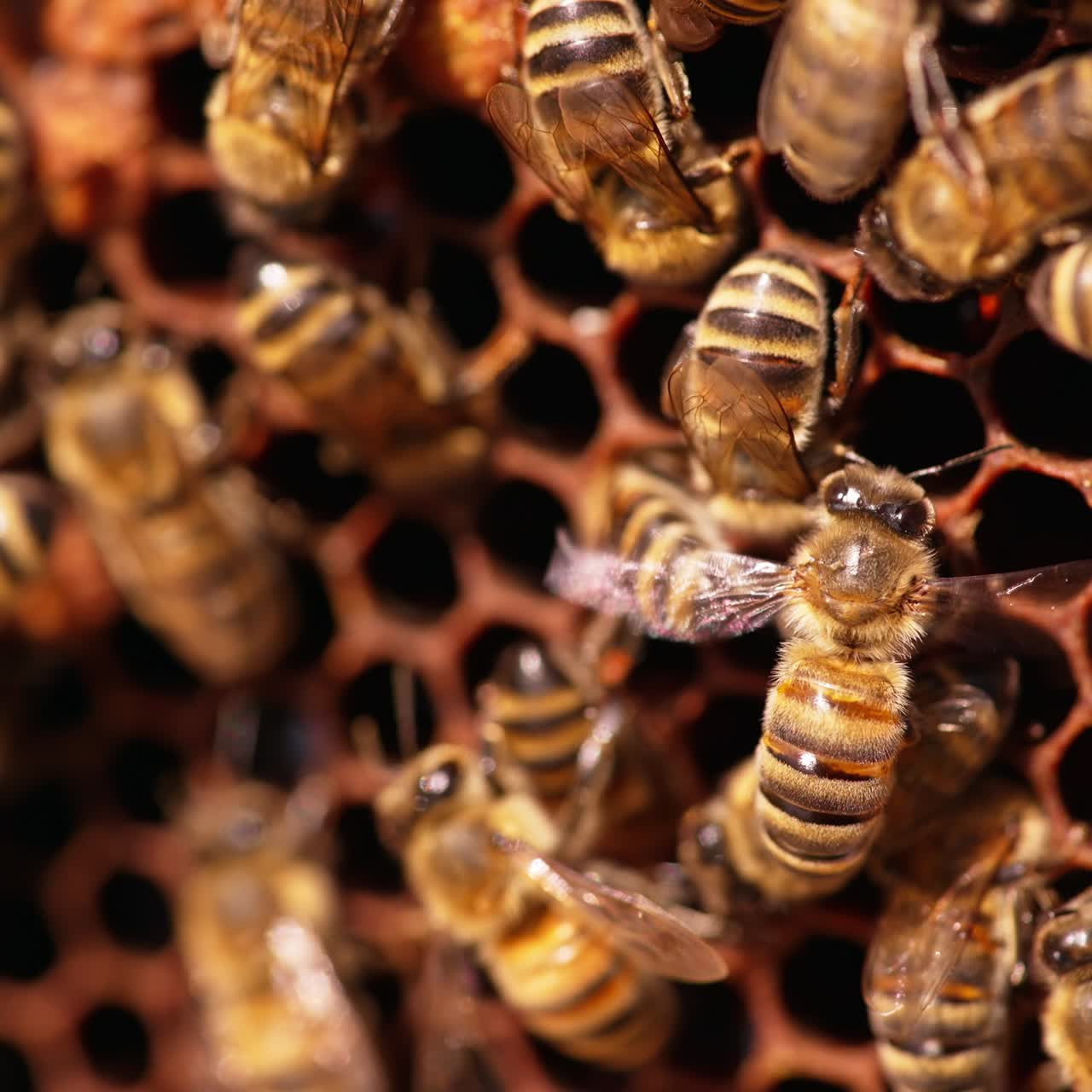 Beautiful honeybees shining in the sun. Working insects crawling over the wax cells, climbing inside of them. Close up