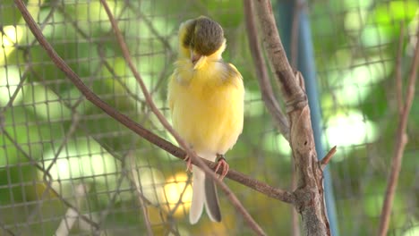 Canary-bird-inside-cage-perch-on-sticks-and-wires