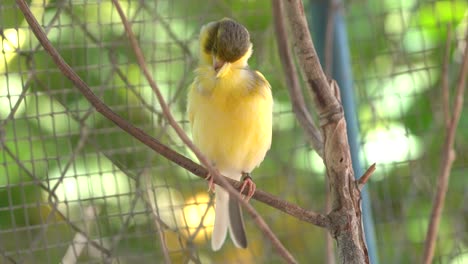pájaro canario dentro de la jaula percha en palos y alambres