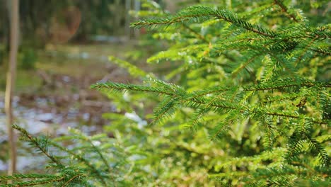detailed view, green conifer swaying peacefully with forest floor in background