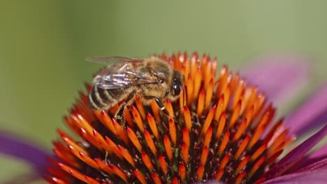 side view of a honey bee collecting nectar from an orange coneflower against green blurred background