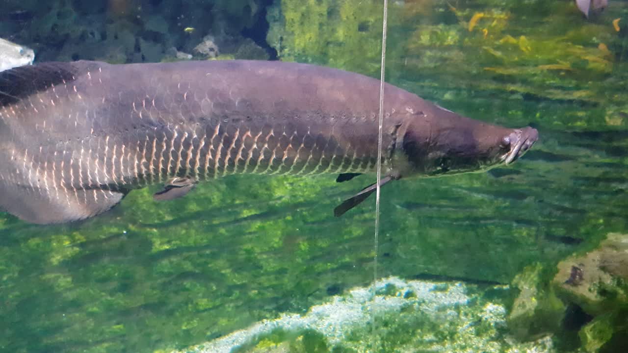 카메라 가까이에서 헤엄치는 redtail catfish와 arapaima
