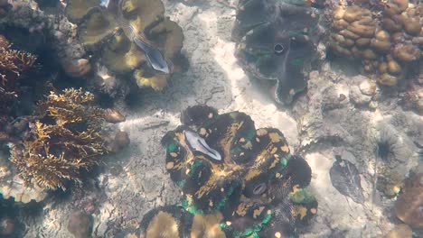 A-group-of-large-giant-clams-on-coral-reef-on-remote-tropical-island-Bougainville,-Papua-New-Guinea