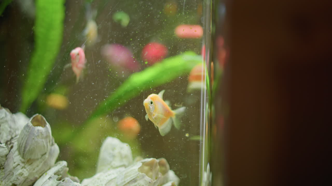 Colorful tropical fish swimming inside home aquarium with green plants white shells and rocks visible on sandy bottom creating vibrant underwater scene with natural movement aquatic beauty