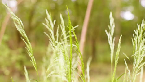 close up of ornamental grass plants growing outdoors in garden moving in breeze 1