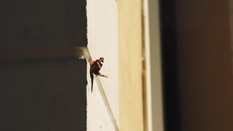 schmetterling an der wand des gelben hauses, schmetterling fliegt weg