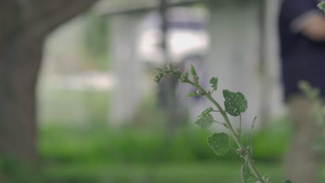 단일 잎 식물의 집중된 샷