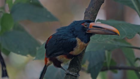 ecuador high mountain tuocan specie in mindo cloud forest