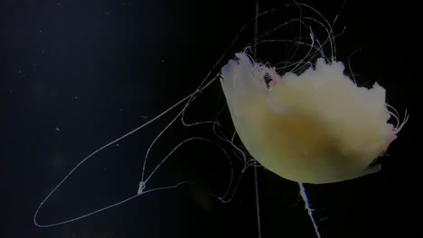 medusas - cyanea capillata - en el acuario de kamon, japón