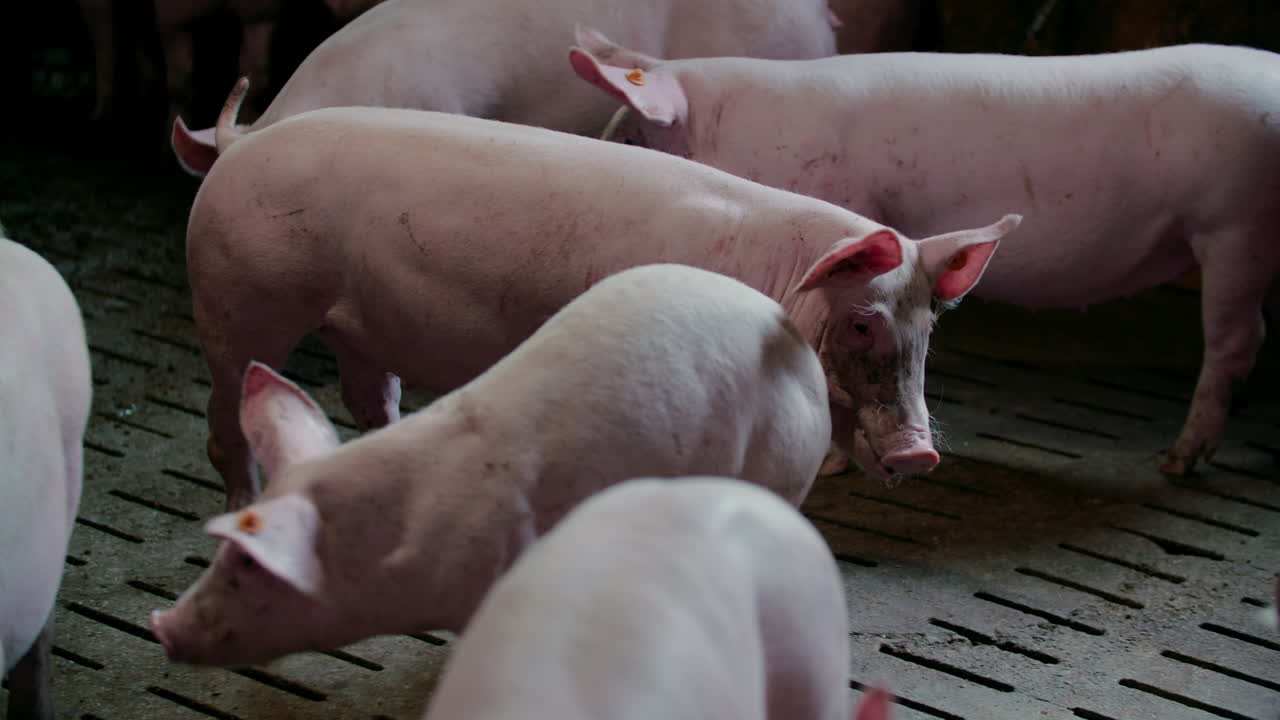 Group of pigs in a pen