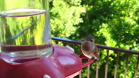 en un patio trasero en los suburbios, un pequeño colibrí con plumas marrones se sienta en un comedero para pájaros en cámara lenta y finalmente se va volando