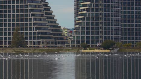 city background with high buildings on side of lake filled by birds and ducks in tirana, albania