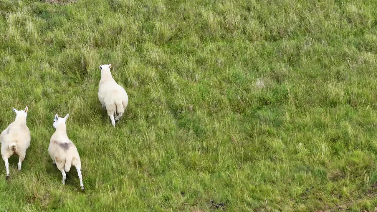 Three sheep graze and walk across lush green meadow under natural daylight, aerial perspective