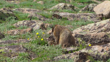 Excited-marmot-running-away-in-slow-motion