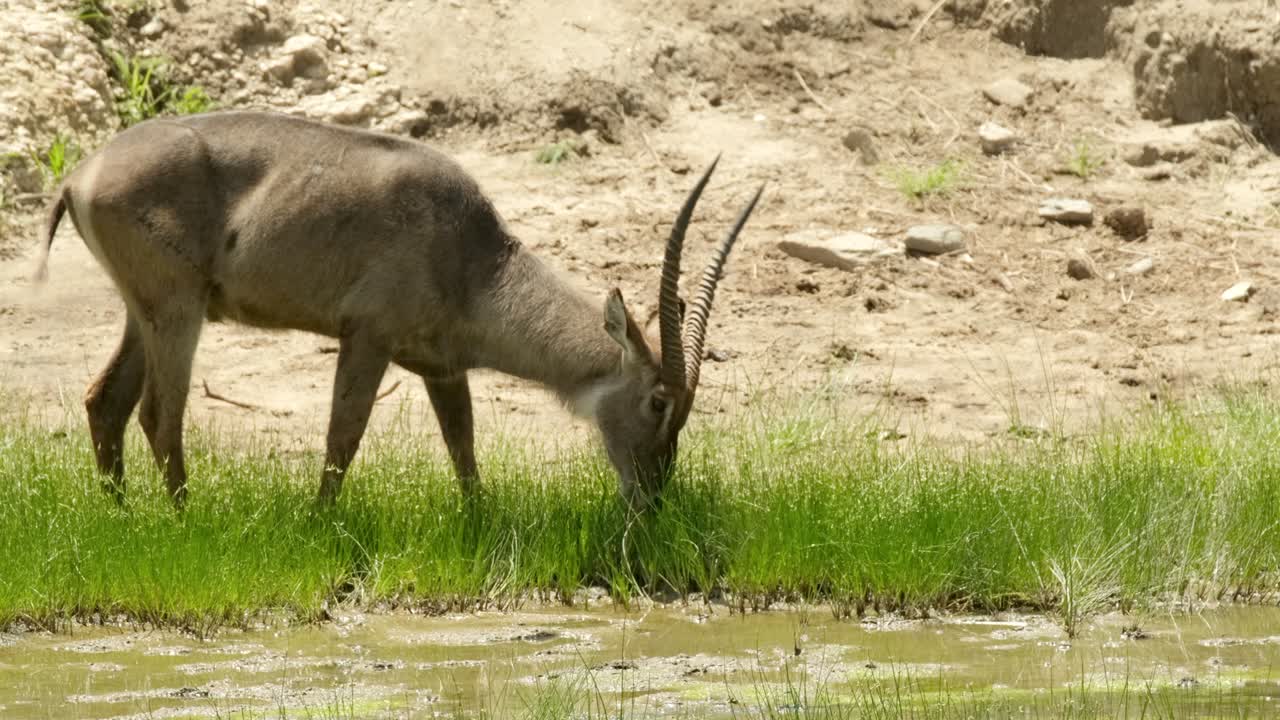 아프리카 사바나의 야생 자연에서 하천 의 초원에서 수분이 많은 풀을 는 물새.