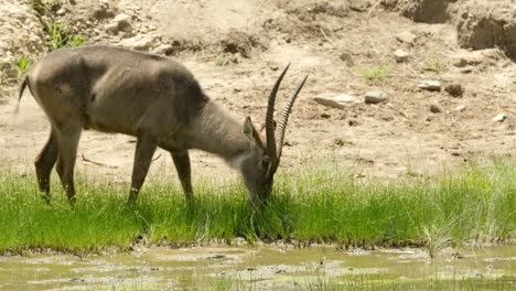 un buque acuático mordisquea hierba jugosa en un prado junto a un arroyo en la naturaleza salvaje de la sabana africana