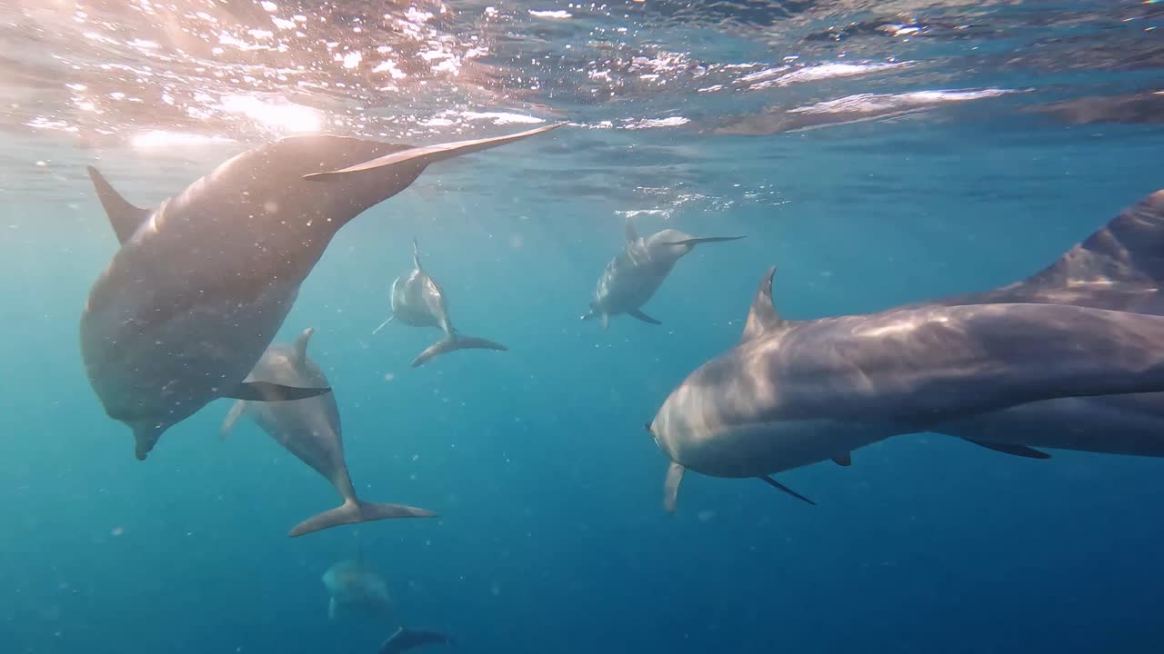delfines jugando en un espectáculo para la cámara