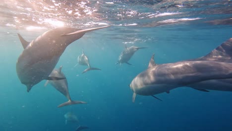 dolphins playfully putting on a show for the camera