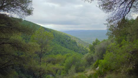 beautiful scenery of nature with pine forest and mountains