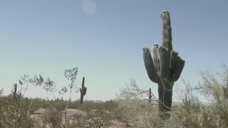 fotografía fotográfica de un cactus saguaro en el desierto con el viento soplando