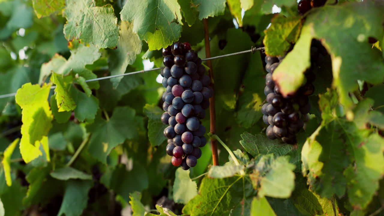 uvas rojas colgando de la vid