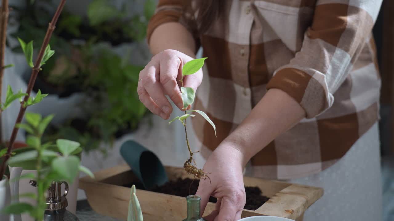 Lower view of green thumbed caretaker gently pulling delicate rooted plant from small green glass container surrounded by potted seedlings, wooden planter with soil, and gardening tools on indoor