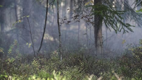 Foggy-forest-with-moody-atmosphere-and-pine-tree-and-mist