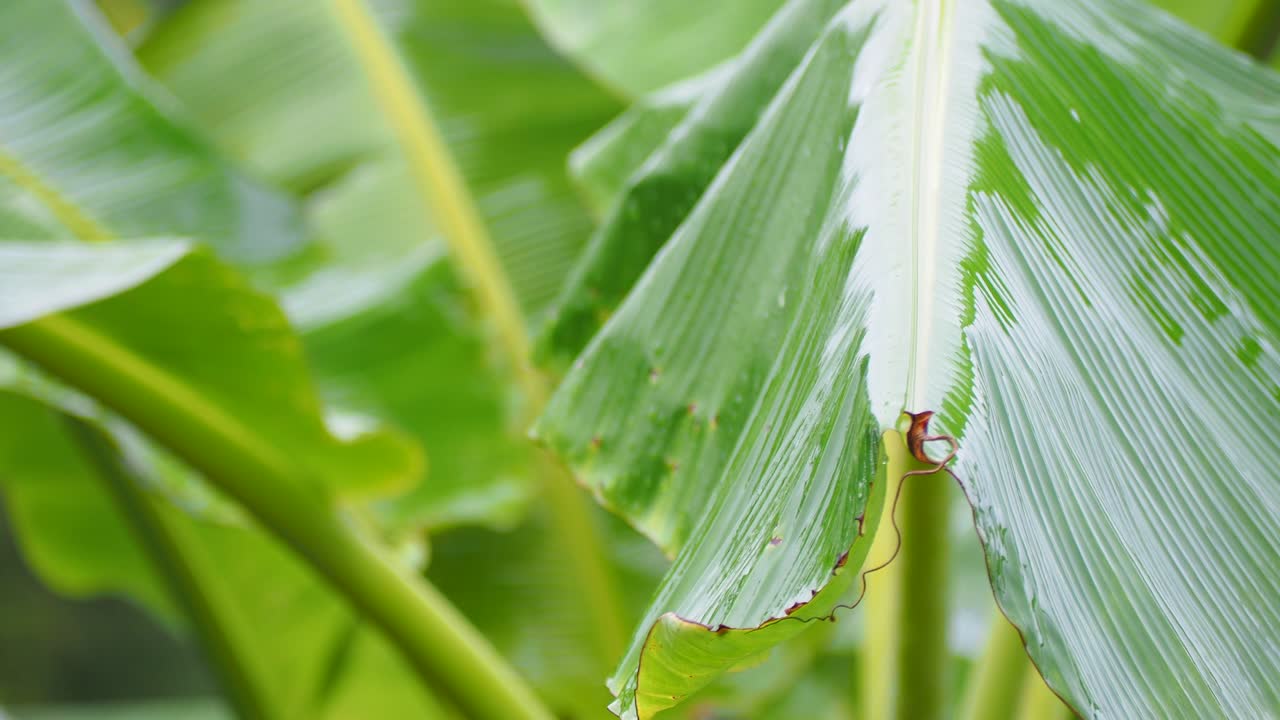 바나나 잎의 상록색 자연과 비가 내린 후 녹색 바나나 나무.
