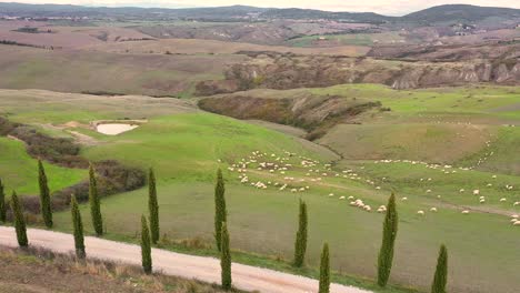 Aerial-View-of-The-Flock-Of-Sheep