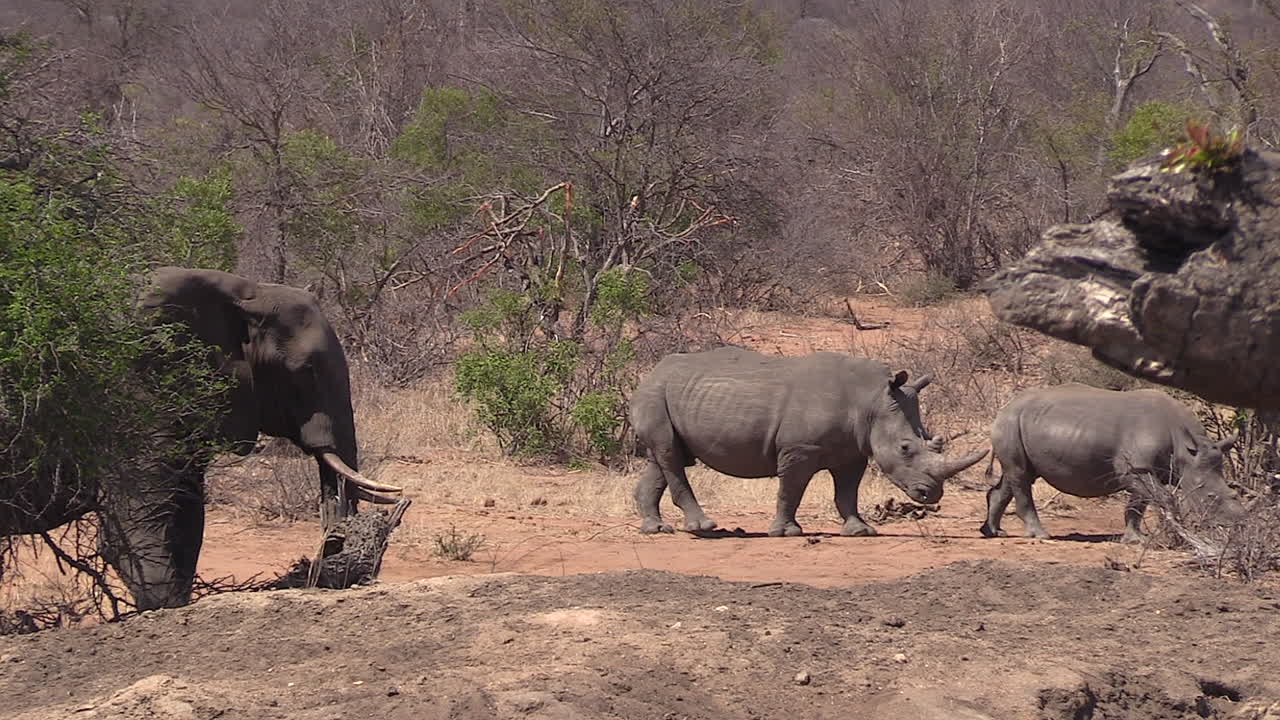 지나가는 코뿔소 두 마리를 지켜보는 코끼리