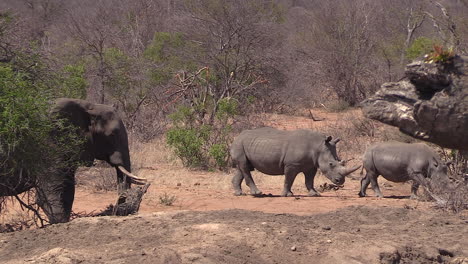 elephant watching two rhinos passing by