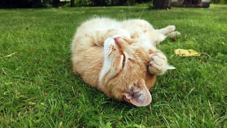 Gato-Rojo-Disfrutando-De-Un-Día-De-Verano-Rodando-Y-Limpiando-La-Hierba-Verde-En-El-Jardín,-Primer-Plano-De-La-Cara