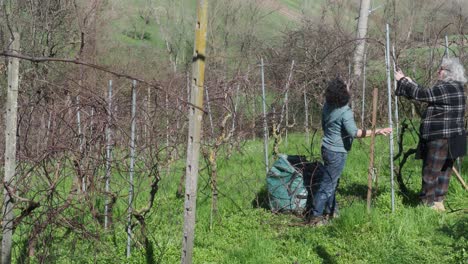 strong independent caucasian woman farmer prunes vines during late winter dormancy among bare rows in martani hills, preserving tradition and quality grape production under soft seasonal light