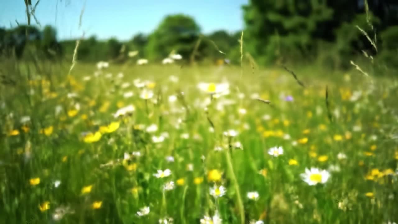 Beautiful Flower Meadow